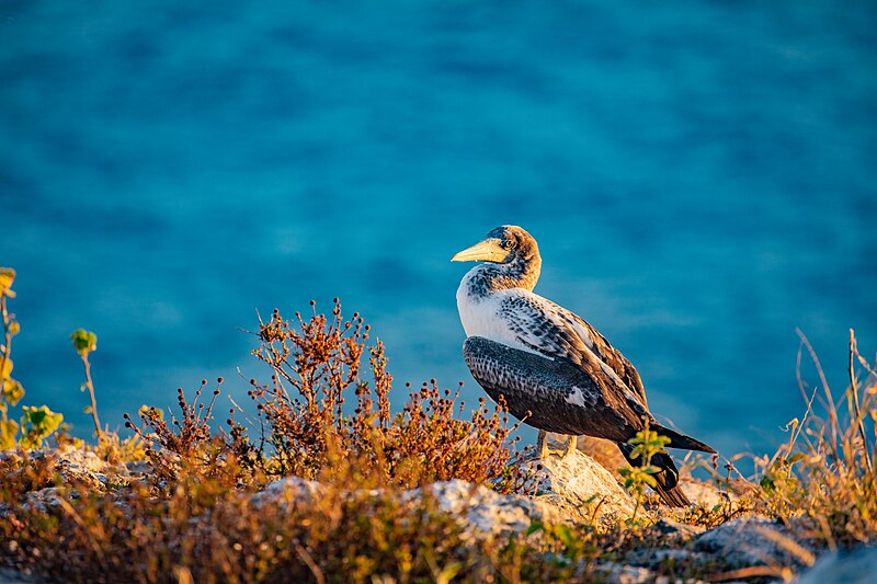 File:Abrolhos Marine National ParkRobertoCostaPinto09.jpg