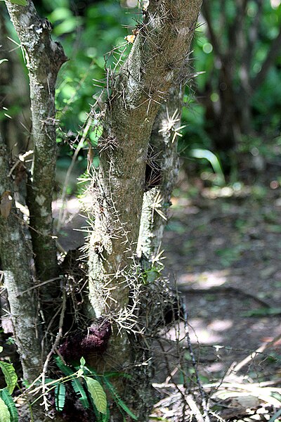 File:Acacia-oviedoensis-(2).jpg