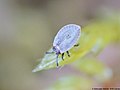 Acalypta nigrina (Fallén, 1807)