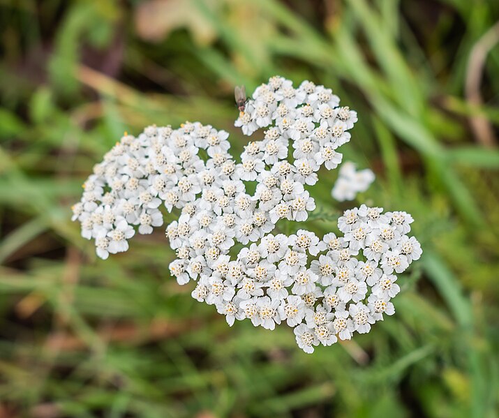 File:Achillea millefolium in Aveyron (9).jpg