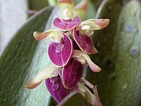 Acianthera recurva Type species