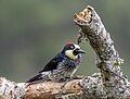 * Nomination Acorn woodpecker (Melanerpes formicivorus striatipectus) male --Charlesjsharp 08:55, 15 May 2023 (UTC) * Promotion  Support Good quality. --Mister rf 09:53, 15 May 2023 (UTC)
