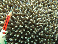Vista superior de A. subulata con tentáculos expandidos. Isla Masig, Estrecho de Torres, Australia