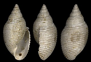 <i>Acteon aizyensis</i> Extinct species of gastropods