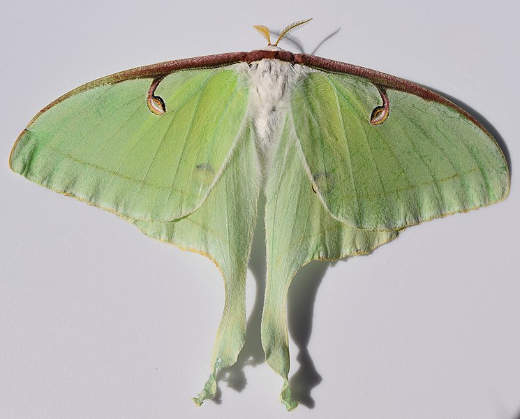 File:Actias luna UMFS 1.jpg