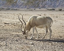 Addax in Yotvata Hai-Bar Nature Reserve. Addax - IZE-106w.jpg