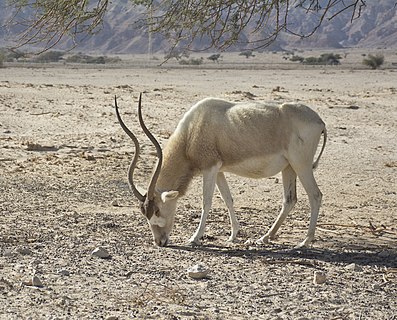 Addax nasomaculatus in Yotvata Hai-Bar nature reserve