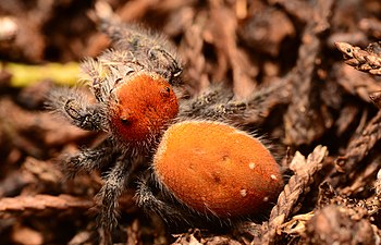 Adult female Phidippus cardinalis dorsal.jpg