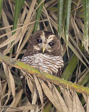 African Wood Owl.jpg