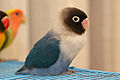 Masked lovebird (cobalt color mutation, which is a blue + dark factor)