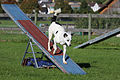 Agility - Wippe 9.jpg