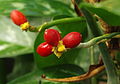 Aglaonema marantifolium ÖBG 2012-05-17 04. jpg