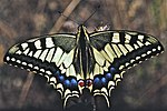 Papilio machaon