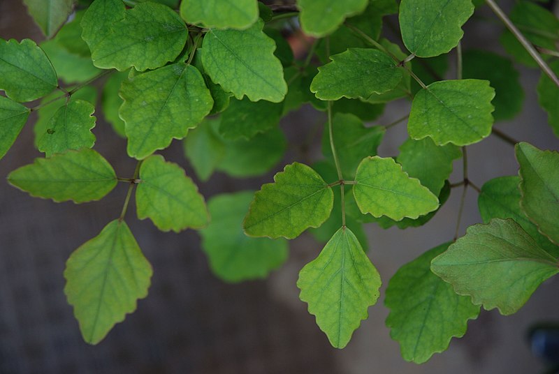 File:Akebia trifoliata leaf.jpg