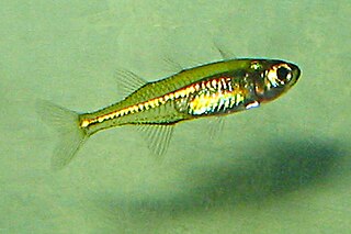 <i>Alepidomus</i> species of fish