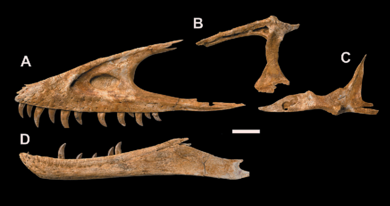File:Alioramus altai skull.png