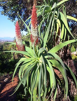Aloe × Hexapetala: Plantspesie