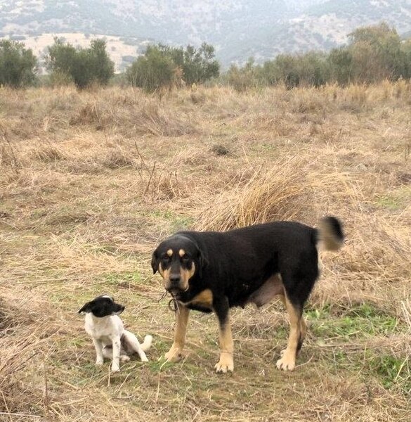 File:Alopekis dog with Molossian LGD in Trikala, Thessalia, Greece.jpg