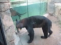 American Black Bear w/ River Otter