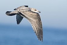 First-cycle bird in Texas Herring gull - natures pics.jpg
