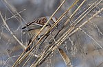 Thumbnail for File:American Tree Sparrow (32112795291).jpg