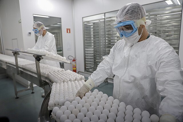 Influenza vaccine strains are usually cultivated in fertilised chicken eggs.