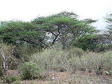 Dry deciduous forest in Anamalai Tiger Reserve Anamalai TR - panoramio.jpg