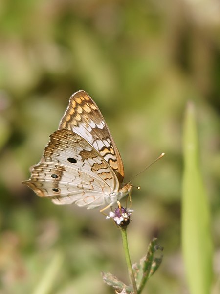 File:Anartia jatrophae (side).jpg