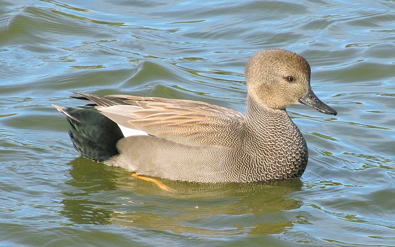 File:Anas strepera swimming Серая утка Самец 06.jpg