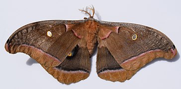 Antheraea polyphemus, polyphemus moth