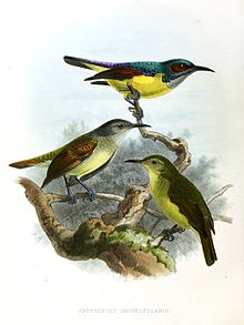 Anthreptes griseigularis Keulemans.jpg