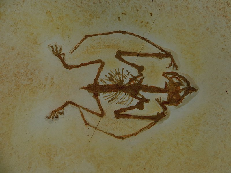 File:Anurognathus ammoni 34.jpg