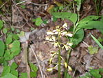 Aplectrum hyemale flower.JPG