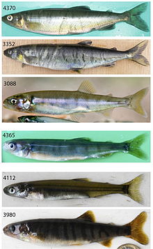 Aplochiton spp.