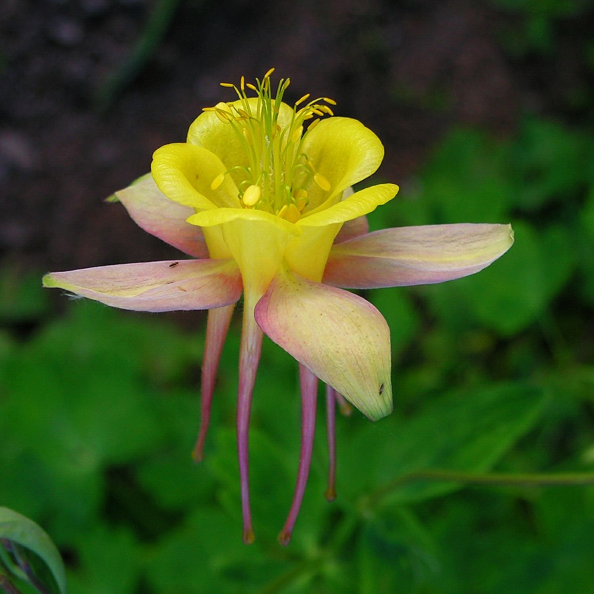 Аквилегия Botanical