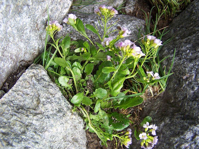 File:Arabis neglecta a1.jpg