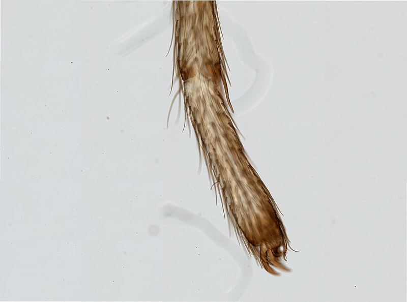 File:Araneus (YPM IZ 098222).jpeg