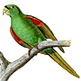 Thumbnail for Puerto Rican parakeet