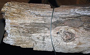 Araucaria sp. (fossil conifer tree) (Mesozoic) 2 (49019234808).jpg
