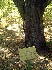 Arboretum La Alfaguara, Prunus avium