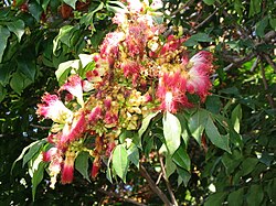 Archidendron grandiflorum.jpg