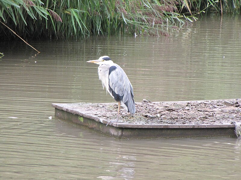 File:Ardea cinerea 02.jpg