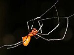 Miniatura para Argyrodes flavescens