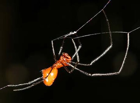 Argyrodes flavescens