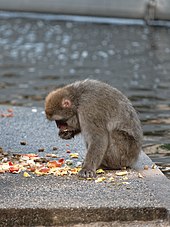 A Japanese macaque eating various fruits and vegetables Artis Japanse Makaak (36377275012).jpg