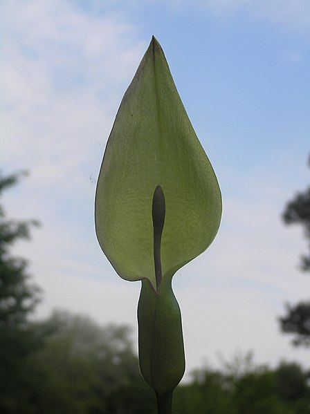 File:Arum cylindraceum2.JPG