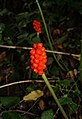 Arum maculatum