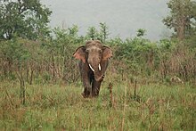 Lone bull: Adult male elephants spend much of their time alone or in single-sex groups Asian Elephant at Corbett National Park 15.jpg