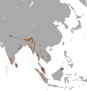 एशियाई हाथी