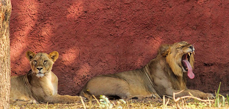 File:Asian lion yawn 1.jpg